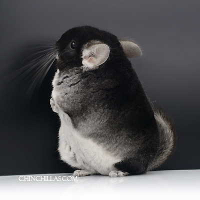 show quality black velvet chinchilla